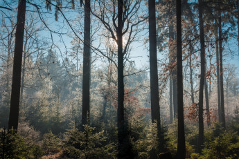 Картинка природа лес простор