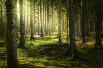 Картинка природа лес простор