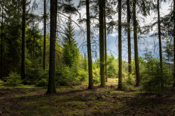 Картинка природа лес простор