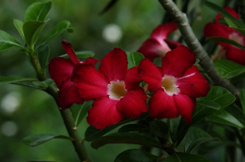 Картинка цветы адениум +мандевилла цветение пустынная роза