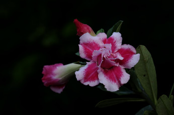 Картинка цветы адениум +мандевилла цветение пустынная роза