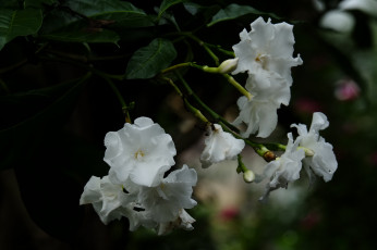 Картинка цветы цветение белые