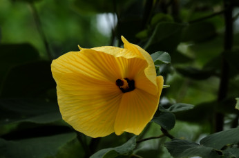 Картинка цветы гибискусы гибискус листики лепестки ярко цветение тычинки