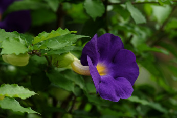 Картинка цветы петунии +калибрахоа плюмерия цветение листья