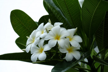 Картинка цветы плюмерия ветка flowering leaves листья лепестки plumeria petals цветение branch