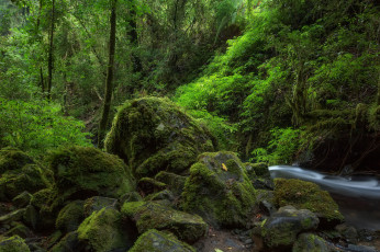 Картинка природа лес простор