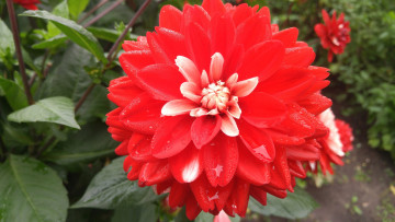 Картинка цветы георгины георгин цветение лепестки бутон