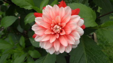 Картинка цветы георгины георгин цветение лепестки бутон