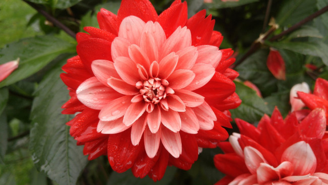 Обои картинки фото цветы, георгины, георгин, цветение, лепестки, бутон