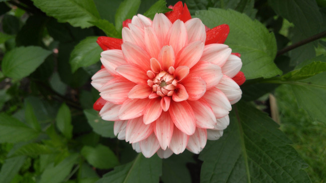 Обои картинки фото цветы, георгины, георгин, цветение, лепестки, бутон