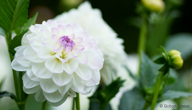 Обои картинки фото цветы, георгины, бутоны, лепестки, цветение, георгин