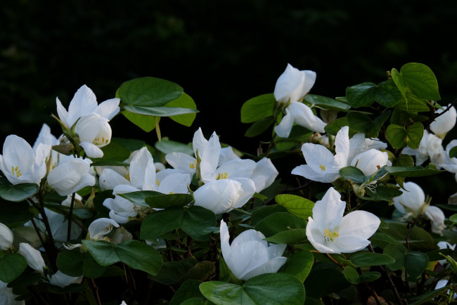 Обои картинки фото цветы, белые, цветение