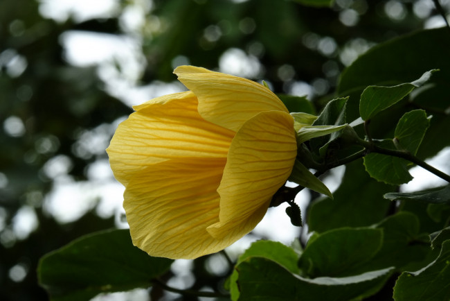 Обои картинки фото цветы, гибискусы, гибискус, тычинки, цветение, ярко, лепестки, листики