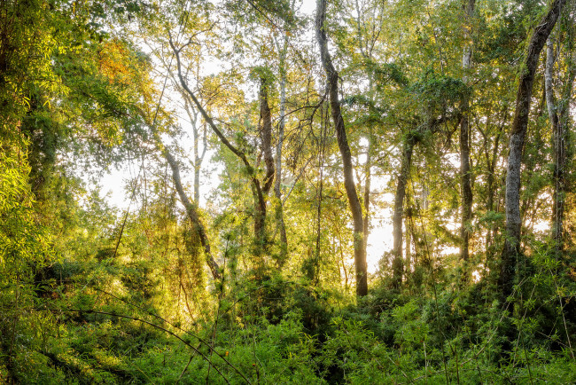 Обои картинки фото природа, лес, простор