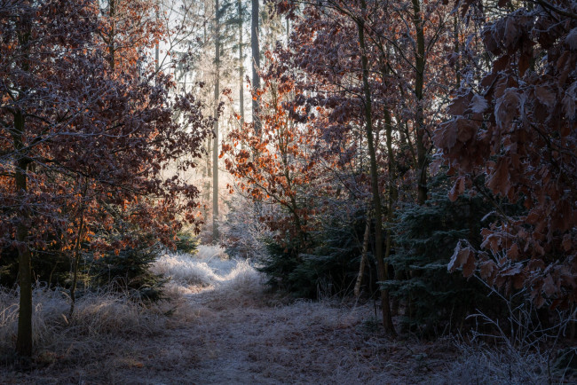 Обои картинки фото природа, лес, простор