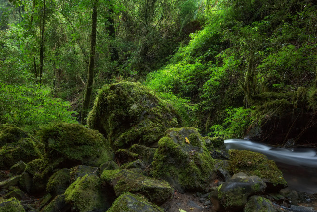 Обои картинки фото природа, лес, простор