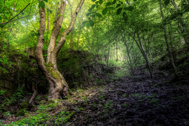 Обои картинки фото природа, лес, простор