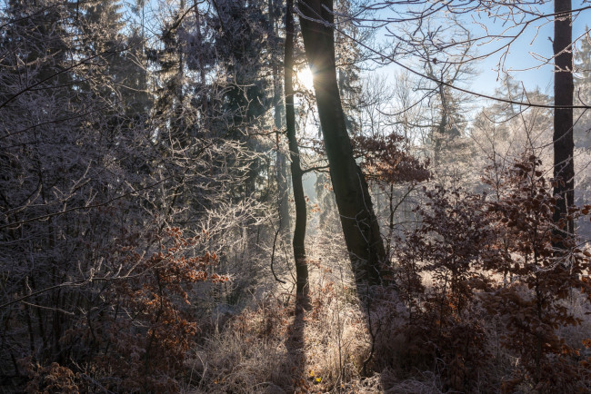 Обои картинки фото природа, лес, простор