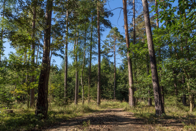 Обои картинки фото природа, лес, простор