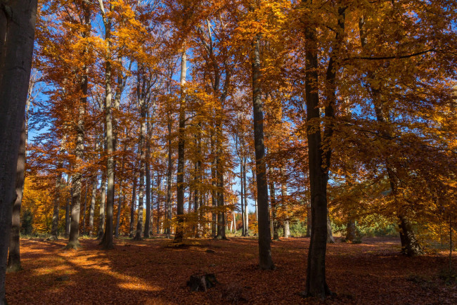 Обои картинки фото природа, лес, простор