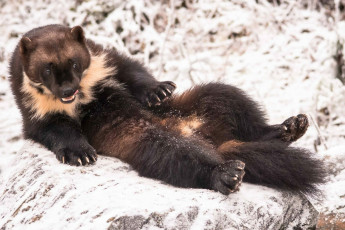 Картинка росомаха животные росомахи животное хищник млекопитающее куньи опасное мех когти