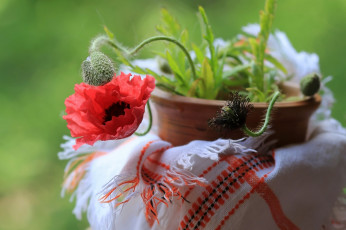 Картинка цветы маки горшок мак бутоны алый