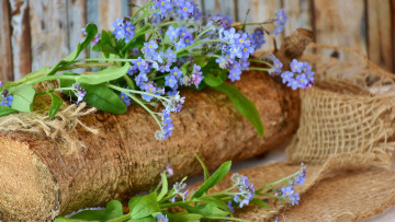 Картинка цветы незабудки полено голубые