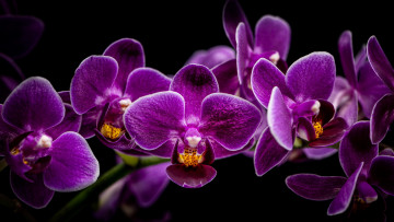 Картинка цветы орхидеи экзотика