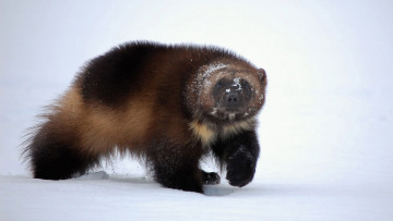 Картинка росомаха животные росомахи животное хищник млекопитающее куньи опасное мех когти