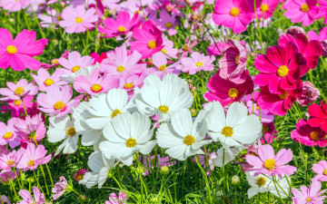 Картинка цветы космея разноцветная