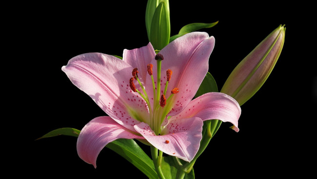 Обои картинки фото цветы, лилии,  лилейники, лилия