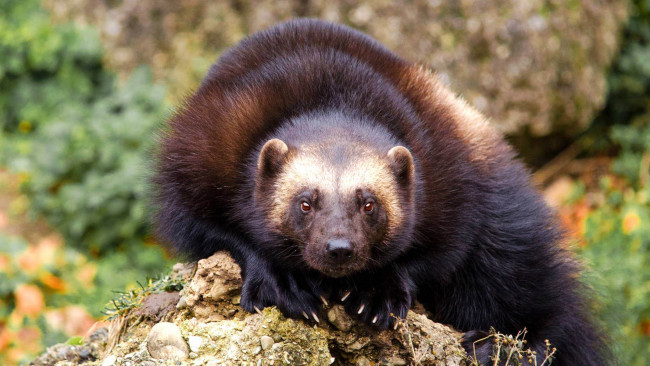 Обои картинки фото росомаха, животные, росомахи, животное, хищник, млекопитающее, куньи, опасное, мех, когти