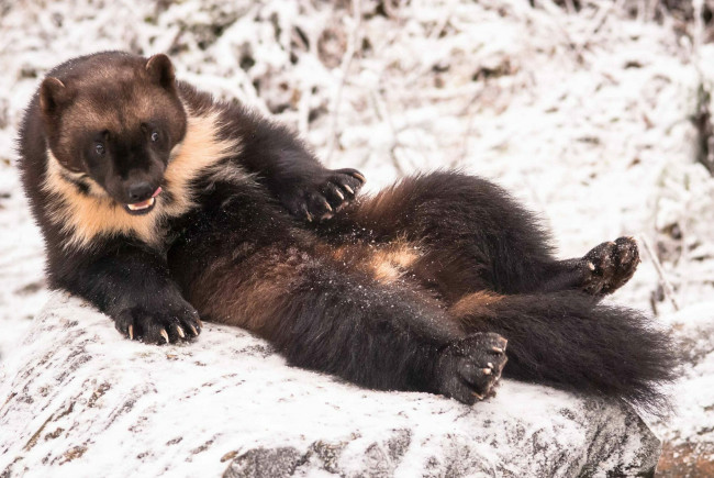 Обои картинки фото росомаха, животные, росомахи, животное, хищник, млекопитающее, куньи, опасное, мех, когти