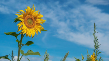 Картинка цветы подсолнухи солнечный цветок подсолнух голубое небо