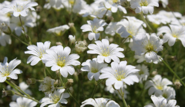 Картинка цветы ясколка белая много