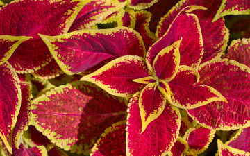 обоя цветы, колеусы,  каладиумы, двухцветный, колеус, макро