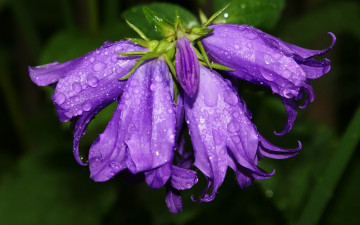 Картинка цветы колокольчики лиловые макро капли