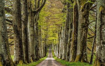 Картинка природа дороги лес дорога