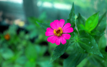 обоя цветы, цинния, цветок, листья, розовый