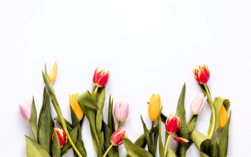 обоя цветы, тюльпаны, листья