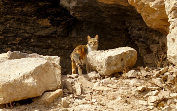 Картинка животные коты кошка камни скала