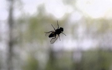 обоя животные, насекомые, муха, стекло