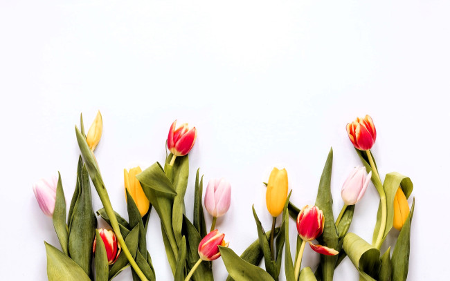 Обои картинки фото цветы, тюльпаны, листья