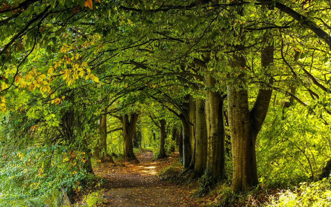 Обои картинки фото природа, дороги, осень, лес, листья, деревья, дорога