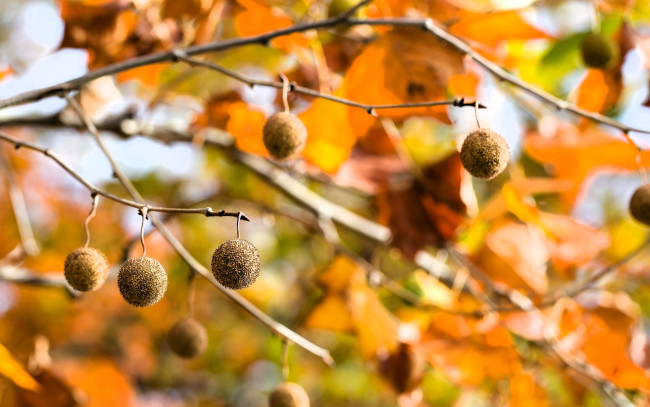 Обои картинки фото природа, шишки,  жёлуди,  каштаны, ветки, деревья, плоды, листья, осень