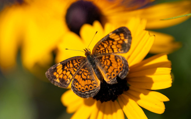 Обои картинки фото животные, бабочки,  мотыльки,  моли, бабочка, цветы