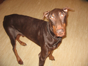 Картинка перя животные собаки