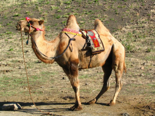 Картинка животные верблюды