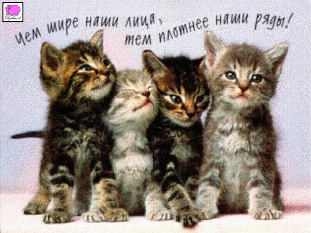 Обои картинки фото <б, а>, животные, коты