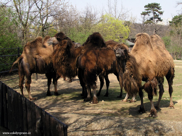 Обои картинки фото верблюды, животные